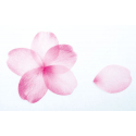 photogallery-item